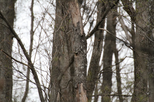 ファイル 69-6.jpg