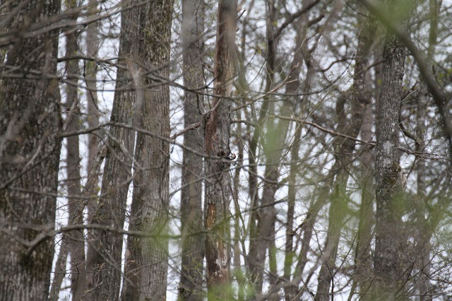 ファイル 69-8.jpg