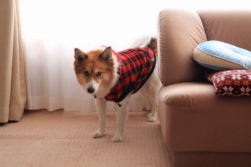 ファイル 7-1.jpg