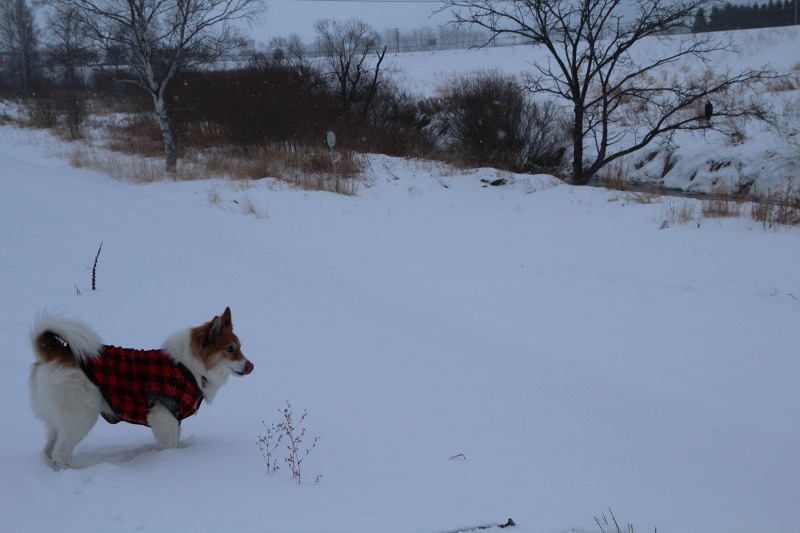 ファイル 7-2.jpg