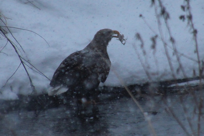 ファイル 7-9.jpg