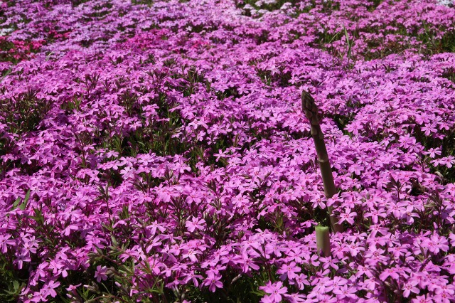 ファイル 71-3.jpg