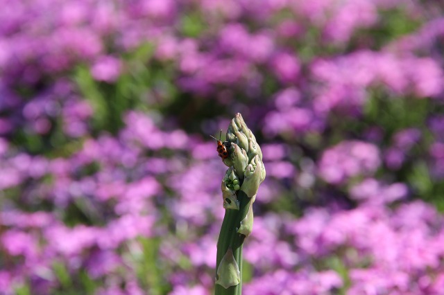 ファイル 74-2.jpg