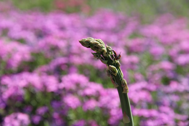 ファイル 74-3.jpg