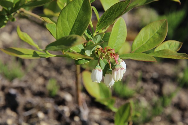 ファイル 74-5.jpg