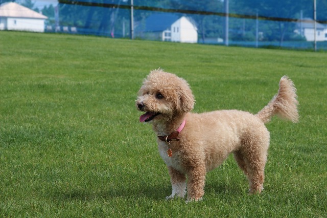 ファイル 79-1.jpg