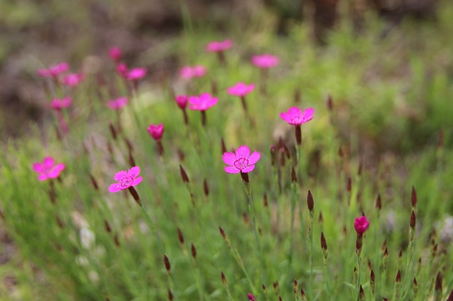 ファイル 81-1.jpg