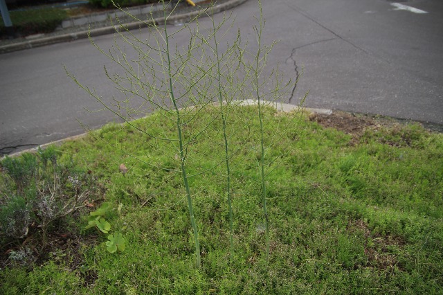 ファイル 81-3.jpg