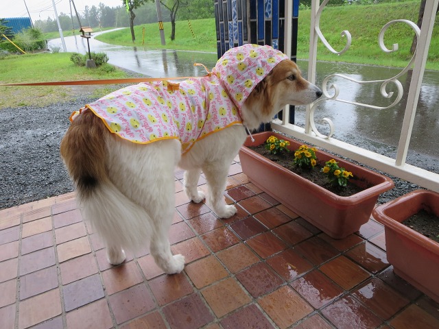 ファイル 82-8.jpg