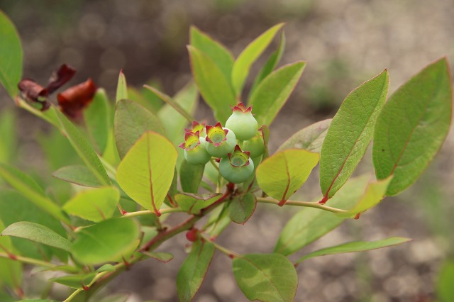 ファイル 88-3.jpg