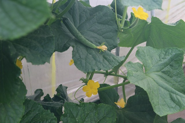 ファイル 88-6.jpg