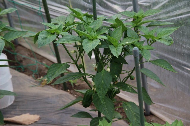 ファイル 88-7.jpg