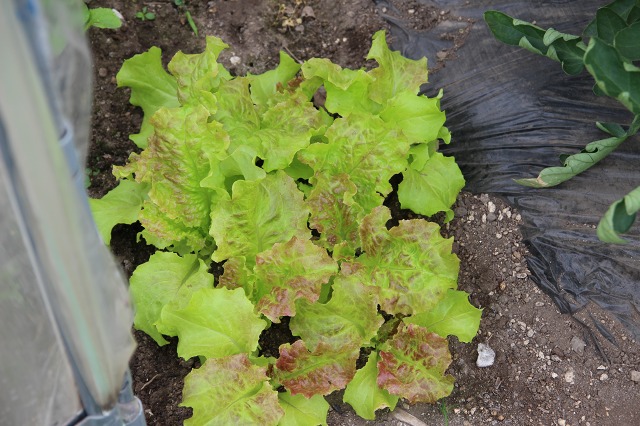 ファイル 88-8.jpg