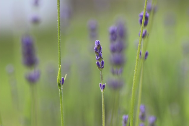 ファイル 90-3.jpg