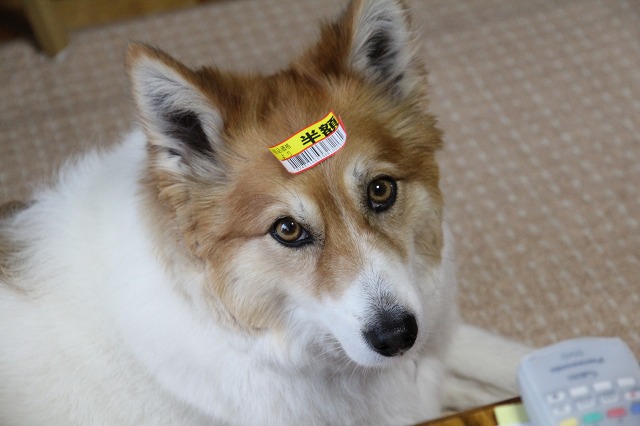 ファイル 96-1.jpg