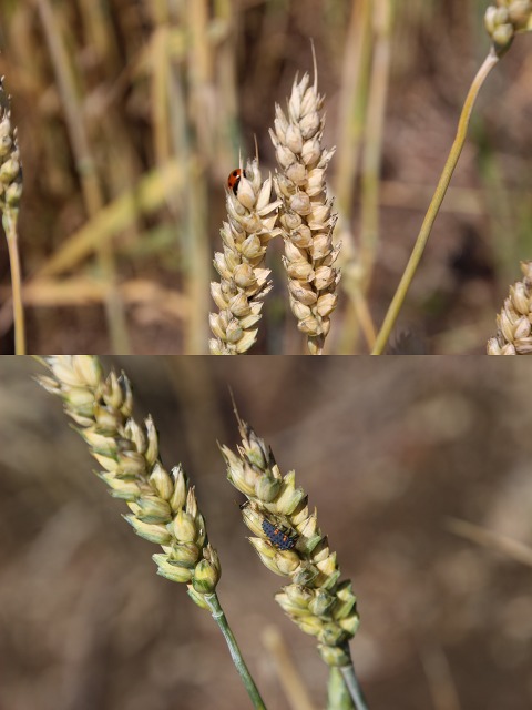 ファイル 96-4.jpg