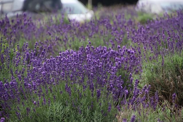 ファイル 96-6.jpg