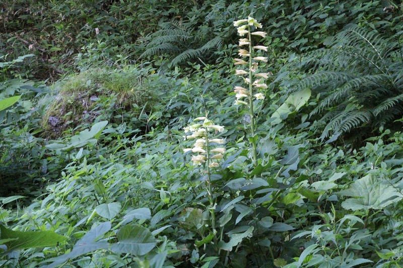 ファイル 99-4.jpg