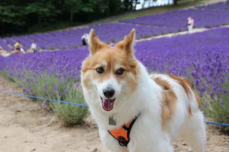 ファイル 99-6.jpg