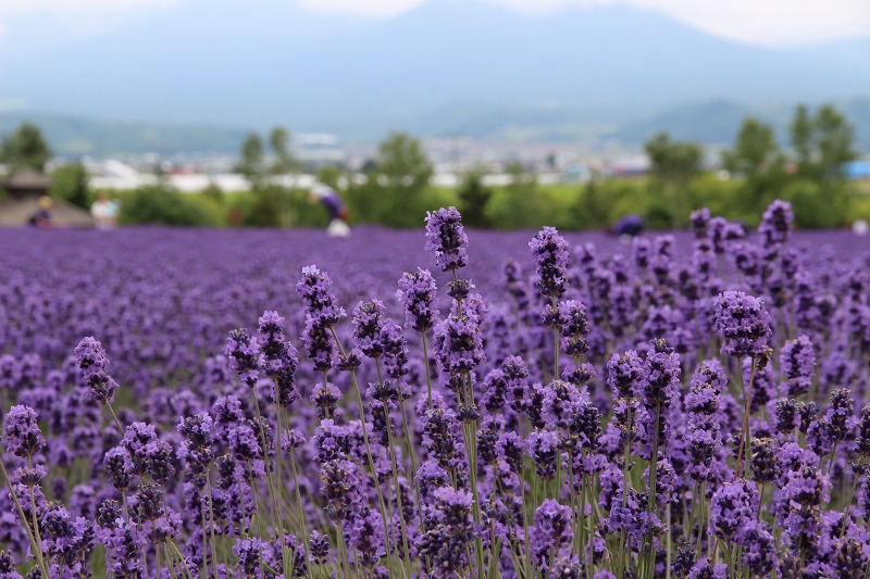 ファイル 99-7.jpg