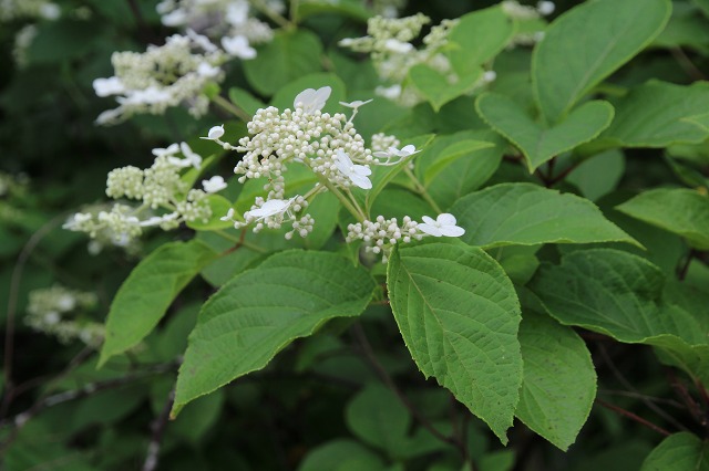 ファイル 102-6.jpg