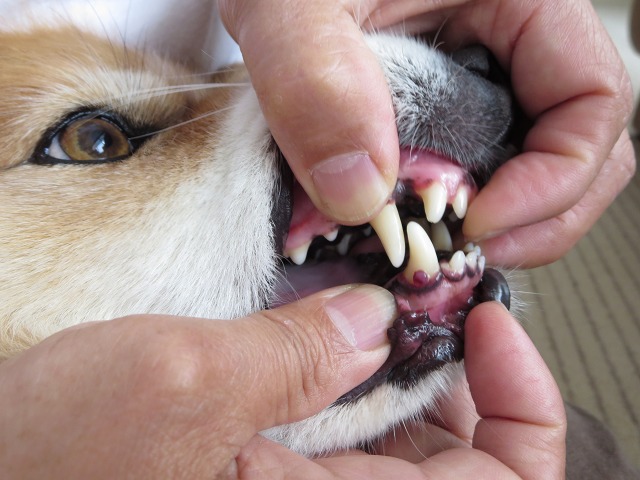 ファイル 106-8.jpg