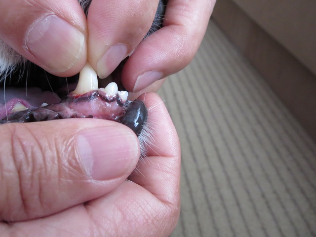 ファイル 106-9.jpg