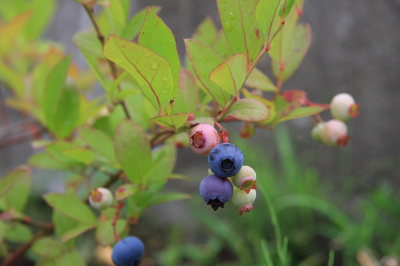 ファイル 112-1.jpg