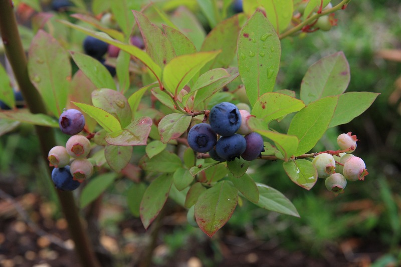 ファイル 112-2.jpg