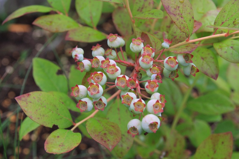 ファイル 112-4.jpg