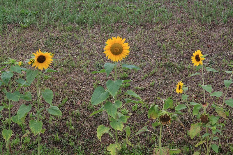 ファイル 112-5.jpg