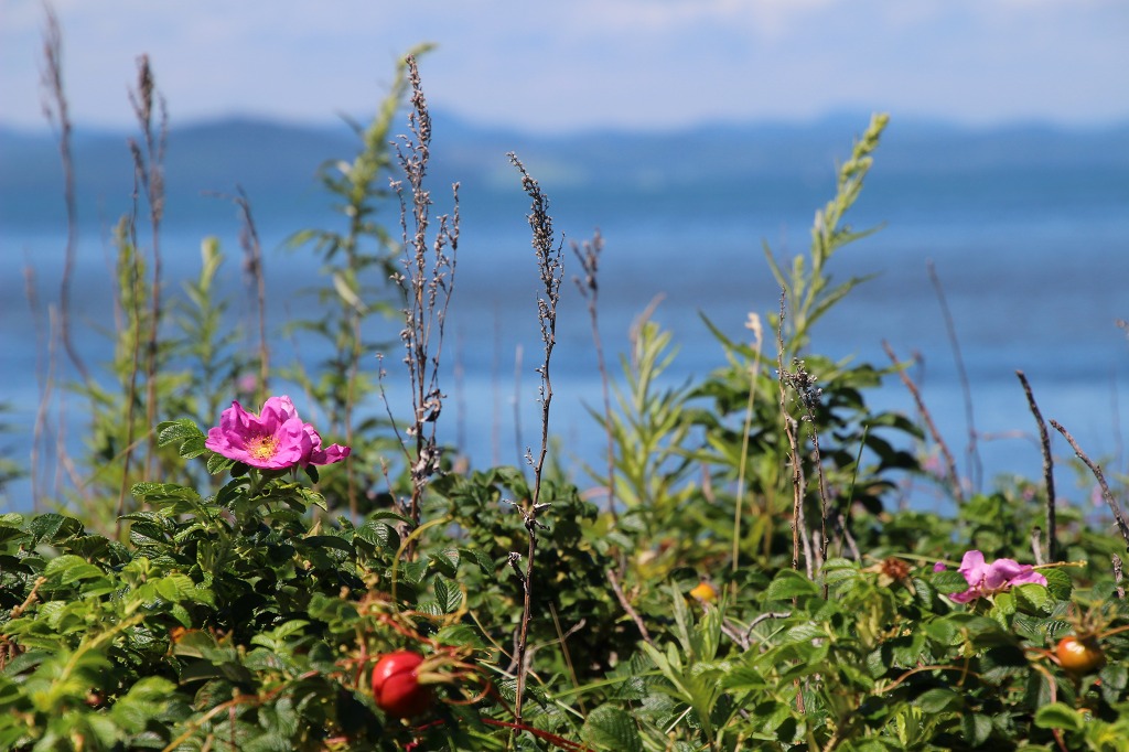 ファイル 114-2.jpg