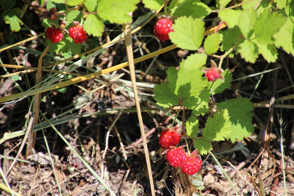 ファイル 114-5.jpg