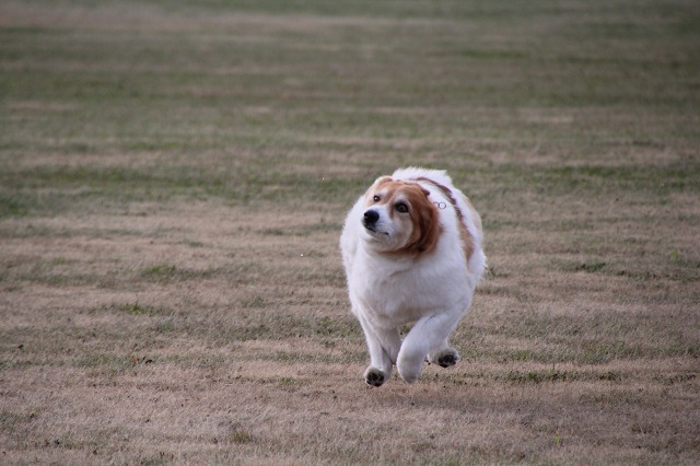 ファイル 119-9.jpg