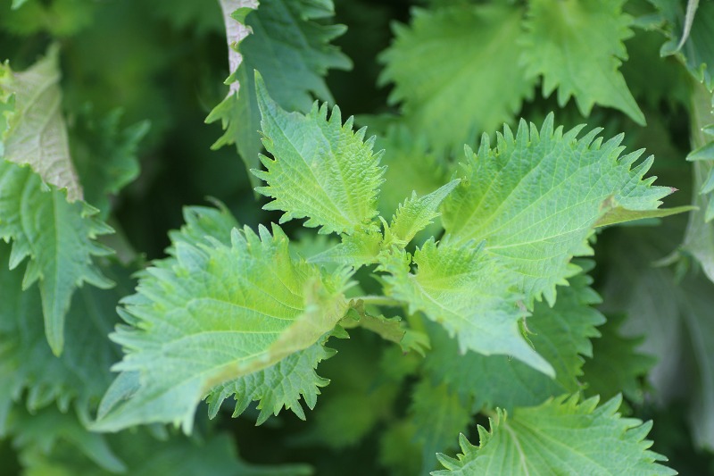 ファイル 120-4.jpg