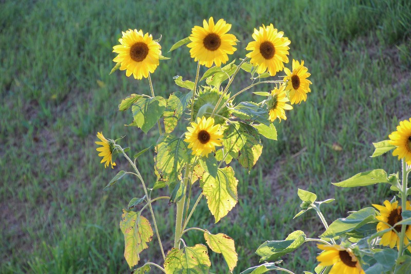 ファイル 121-1.jpg