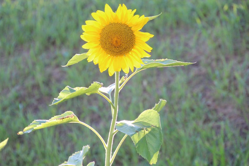 ファイル 121-2.jpg