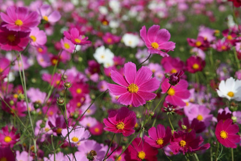 ファイル 136-6.jpg