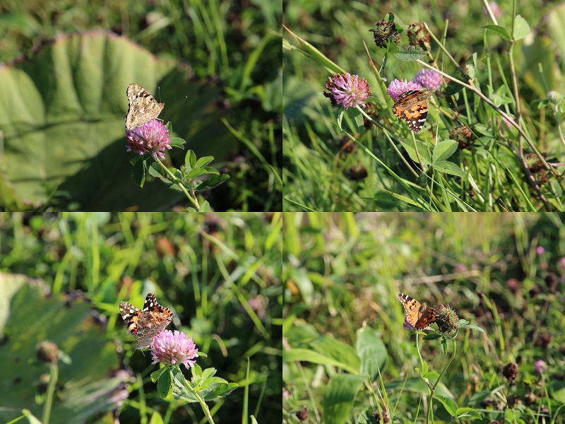 ファイル 139-4.jpg