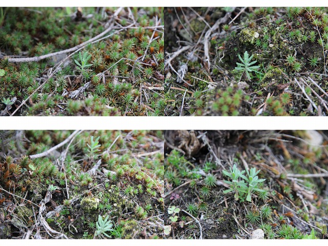 ファイル 145-6.jpg