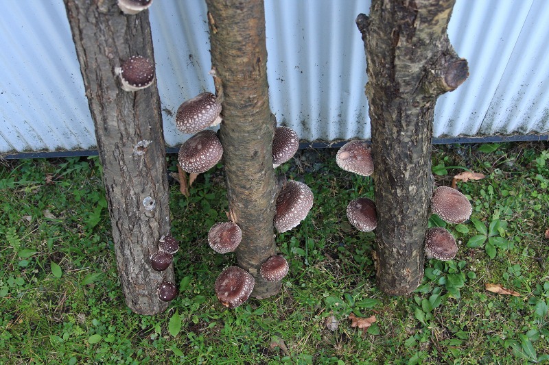 ファイル 151-6.jpg