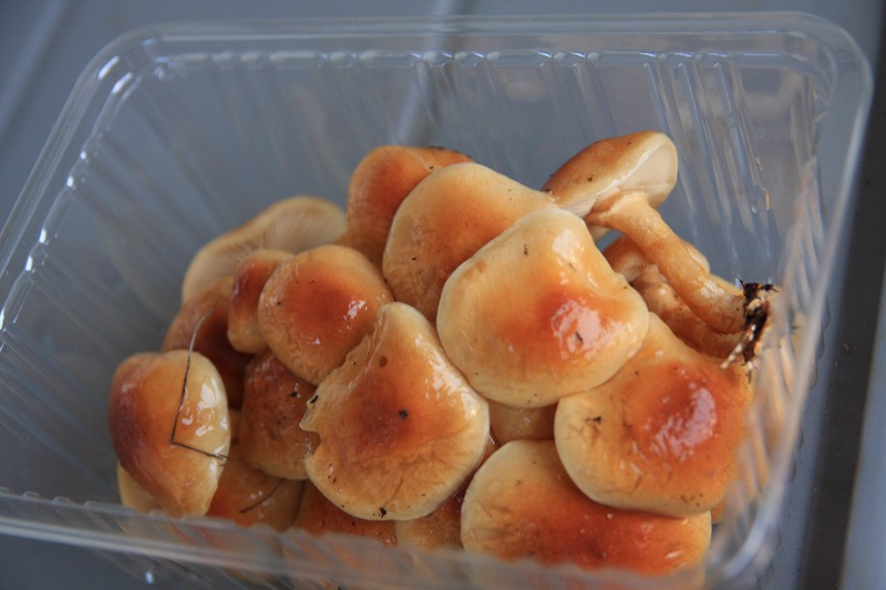 ファイル 151-7.jpg