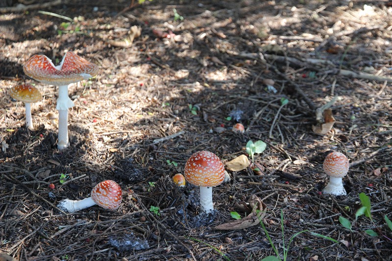 ファイル 155-1.jpg