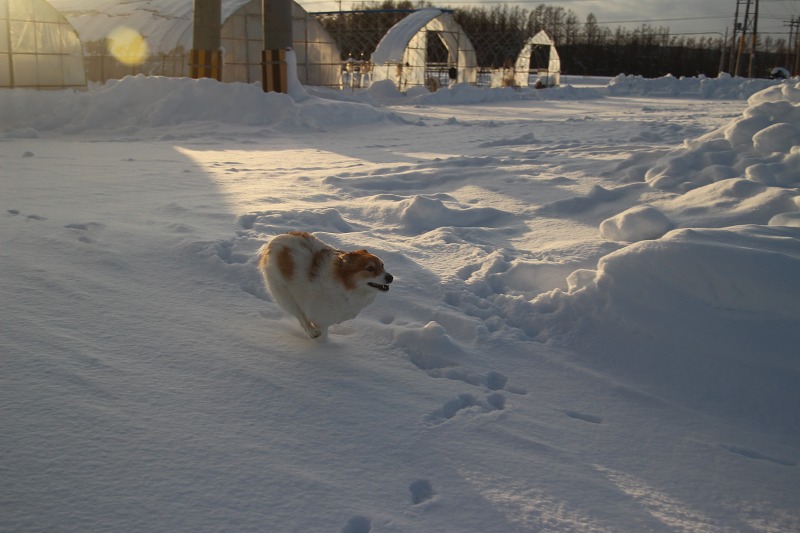 ファイル 16-3.jpg