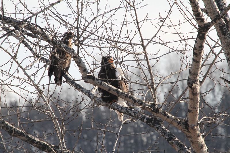 ファイル 172-1.jpg