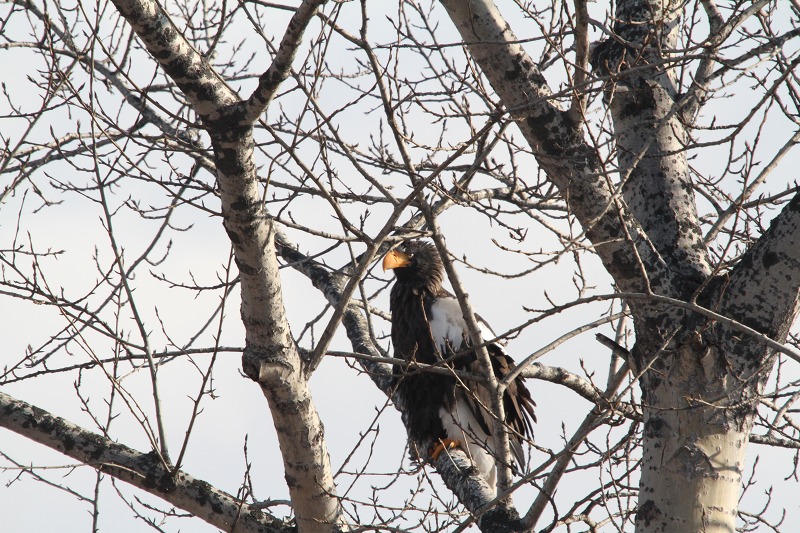 ファイル 172-2.jpg