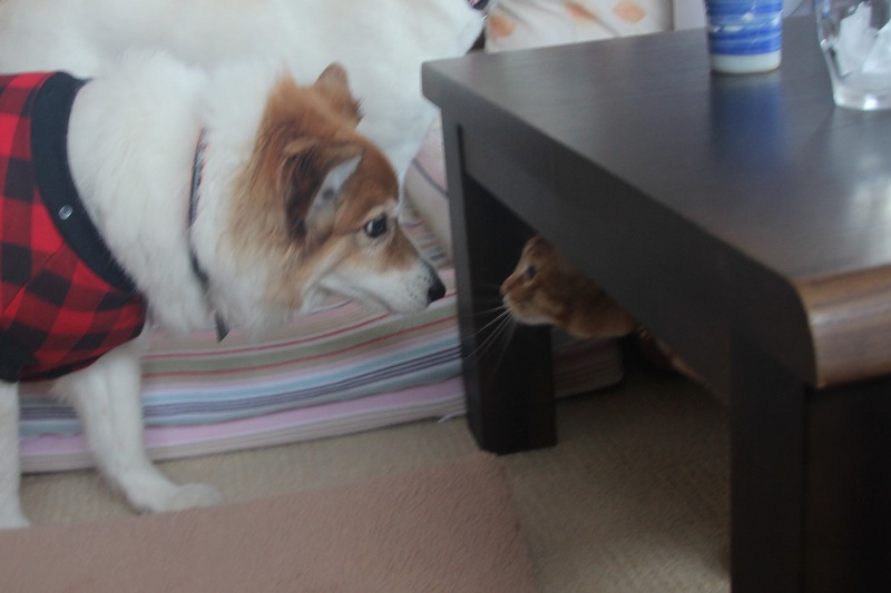 ファイル 173-6.jpg