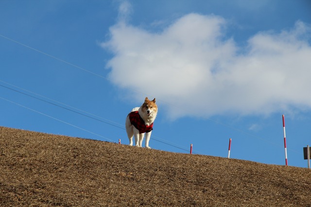 ファイル 2-3.jpg