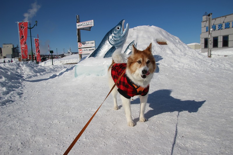 ファイル 20-1.jpg