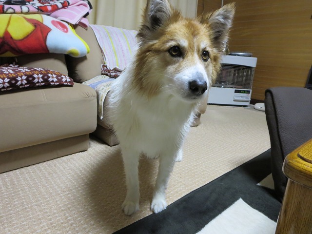 ファイル 26-9.jpg